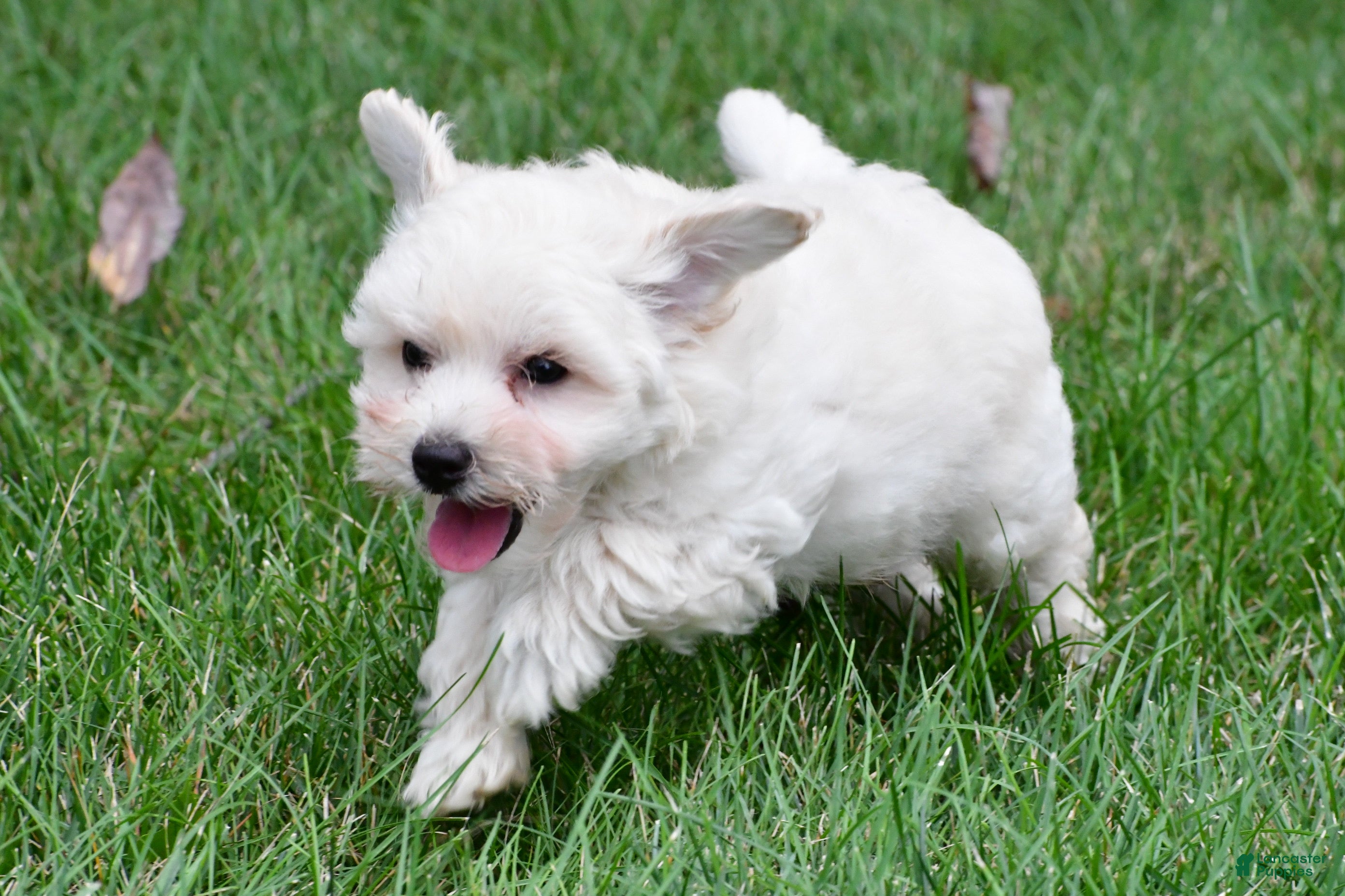 Maltipoo dogs Milo - Ad 1
