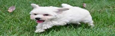 Milo