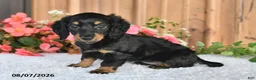 Miniature Dachshund dogs for sale: Cupcake - Ad 1
