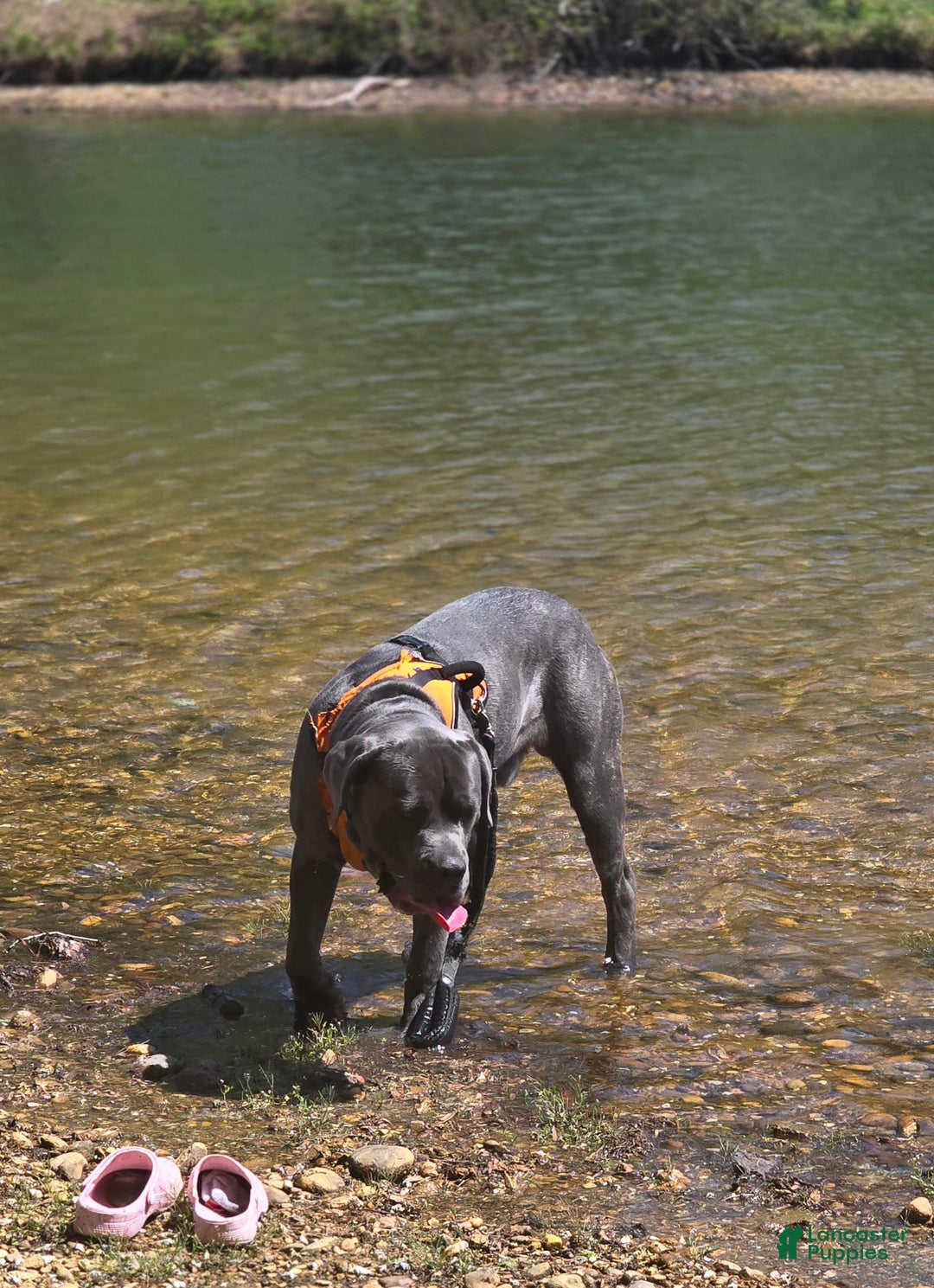 Cane Corso dogs for stud: Bubba - Image 3