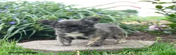 French Bulldog dogs for sale: Hazel - Ad 4