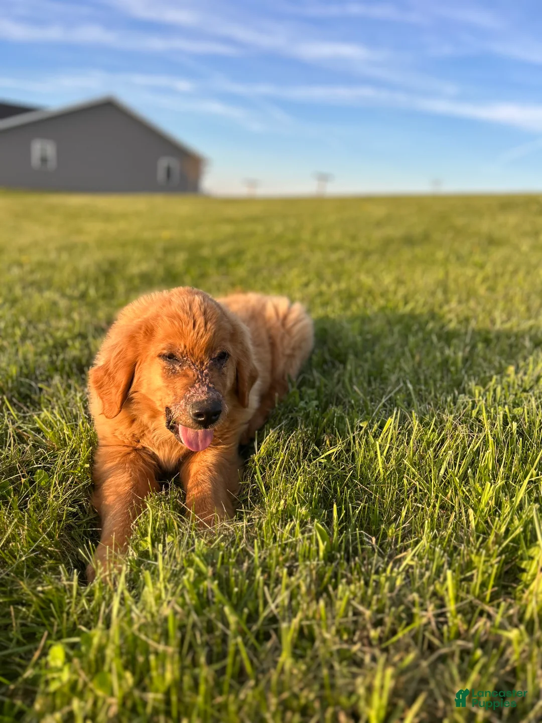 Golden Retriever dogs for sale: Duke - Ad 2