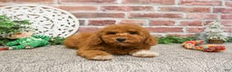 Mini Goldendoodle dogs for sale: Victoria  - Ad 10