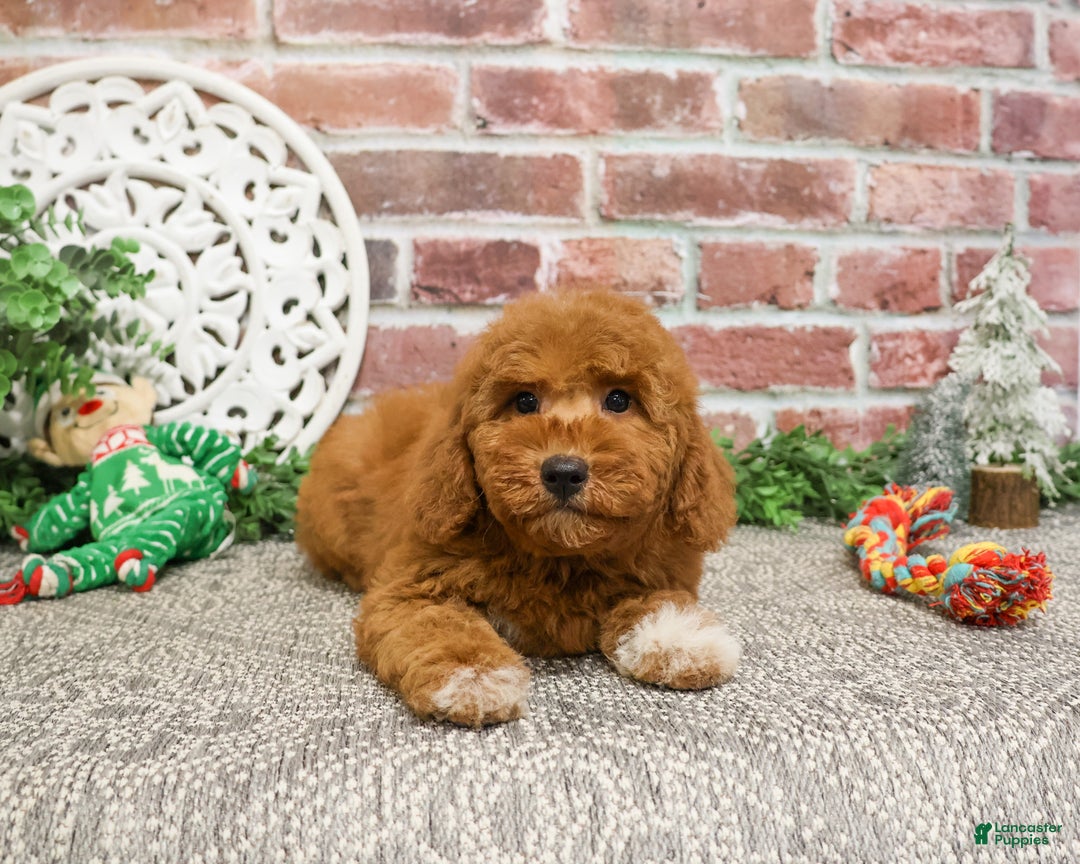 Mini Goldendoodle dogs for sale: Victoria  - Ad 10