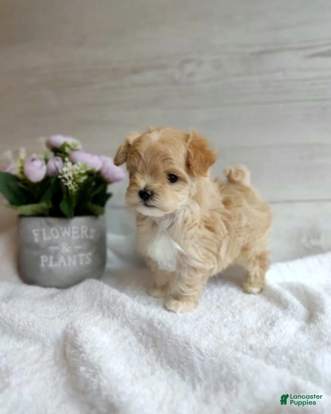 Maltipoo dogs for sale: Michelle - Ad 2