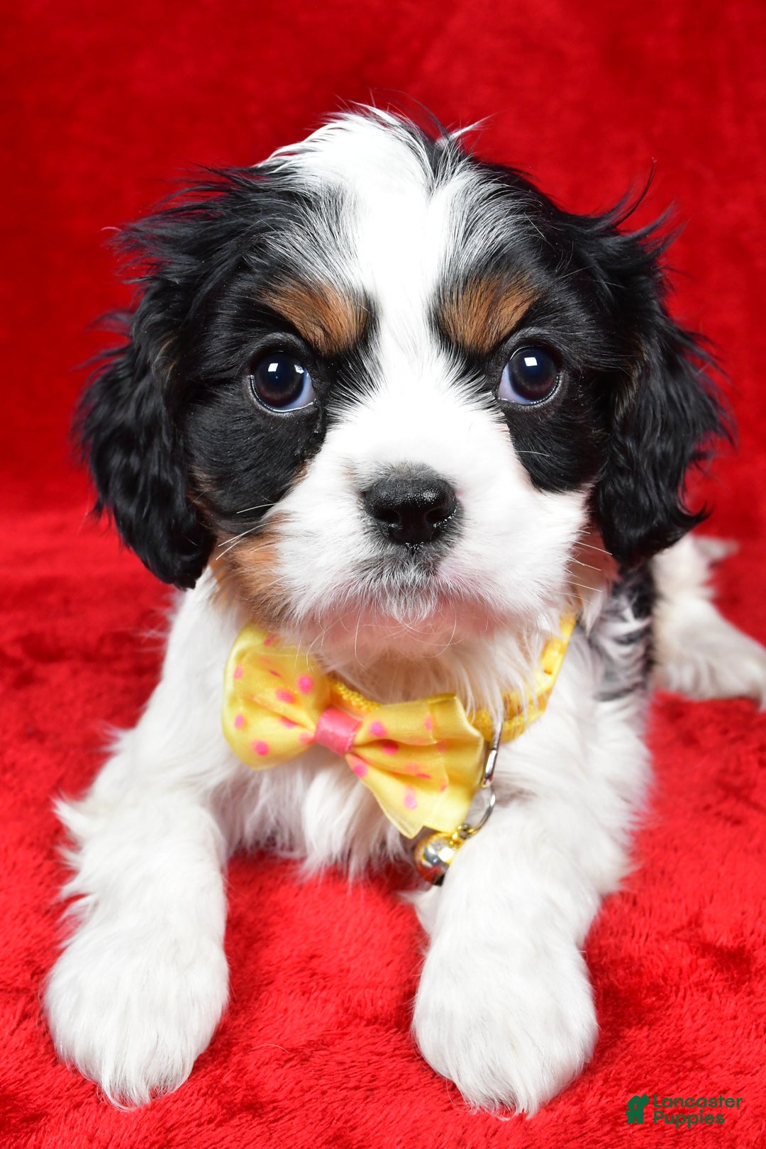 Cavalier King Charles Spaniel dogs for sale: Fritz - Ad 5