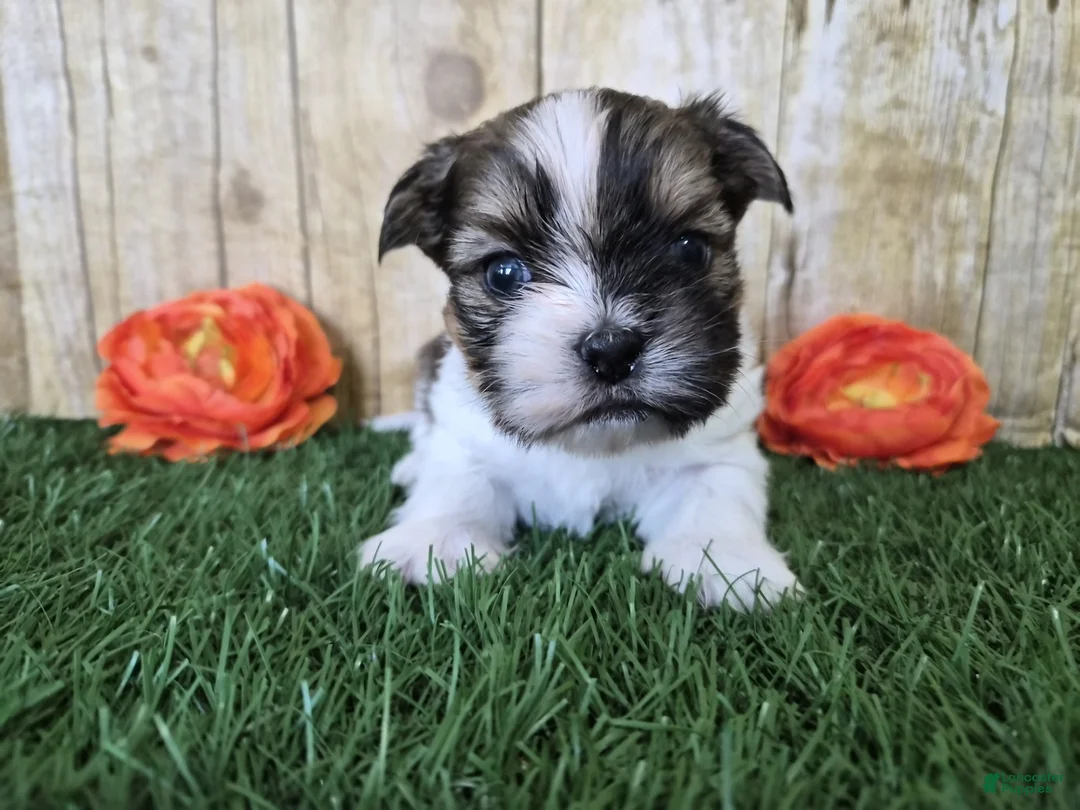Shorkie dogs for sale: Bronco - Ad 4
