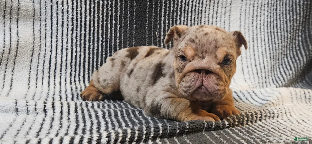 English Bulldog dogs for sale: English Bulldog Puppy 1 - Ad 2