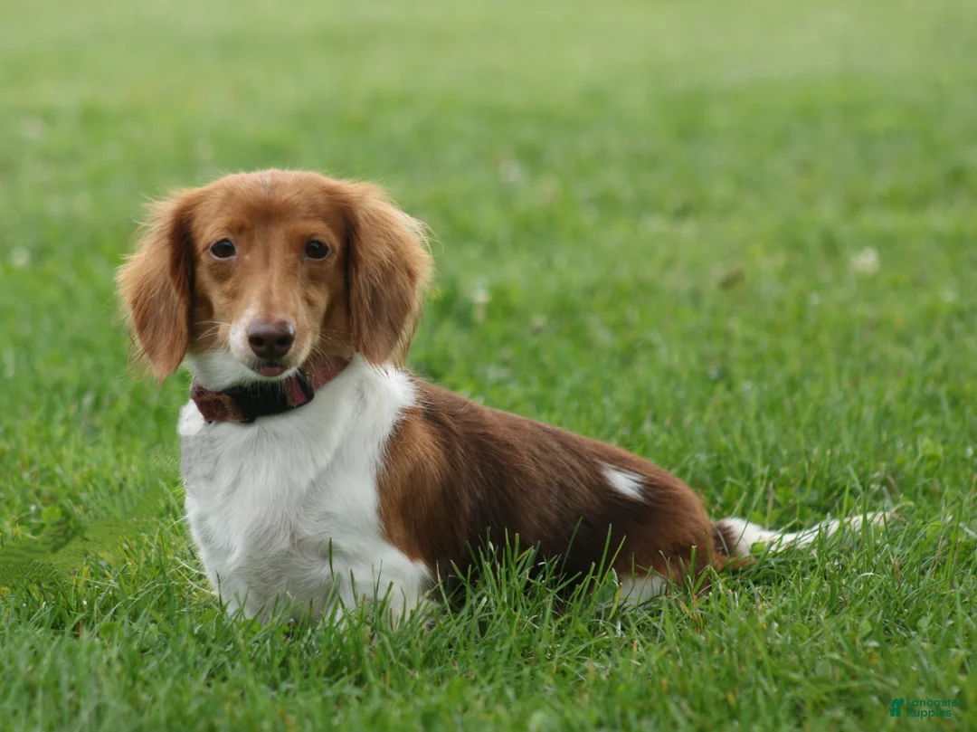 Miniature Dachshund dogs for sale: Becca - Ad 6