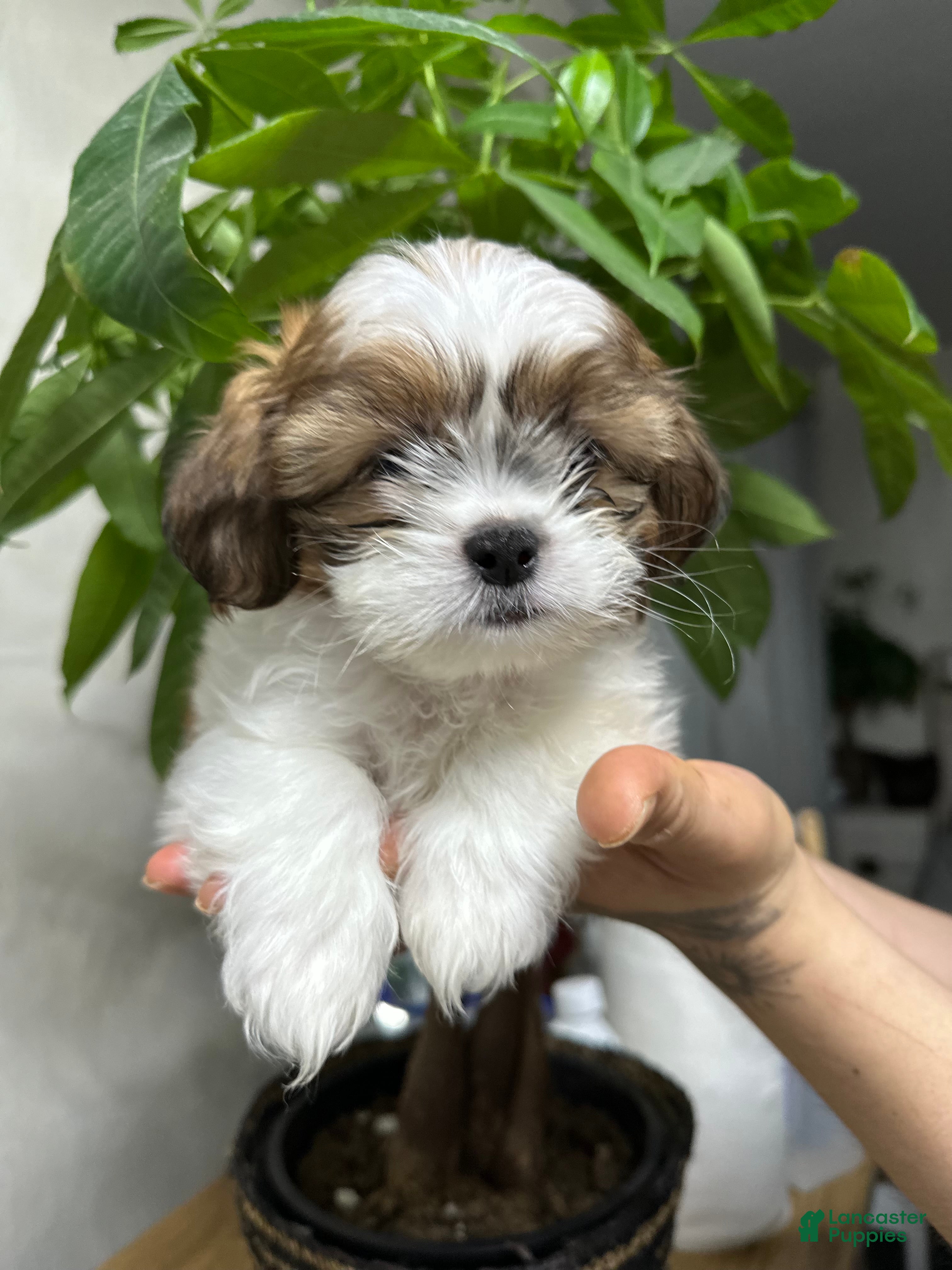 Shih Tzu dogs for sale: tyson - Ad 1