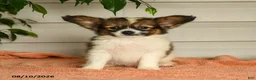 Papillon dogs for sale: Pierce - Ad 5
