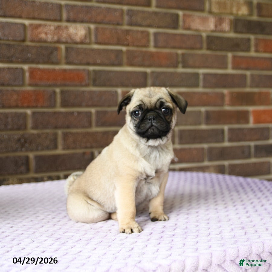 Pug dogs for sale: Willy - Ad 2