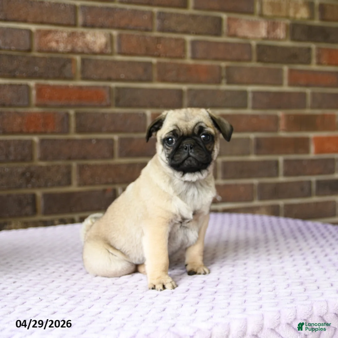 Pug dogs for sale: Willy - Ad 1
