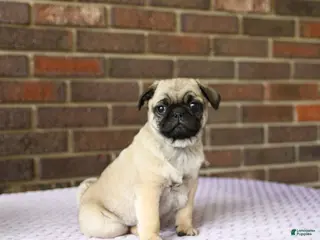 Pug dogs for sale: Willy - Ad 2