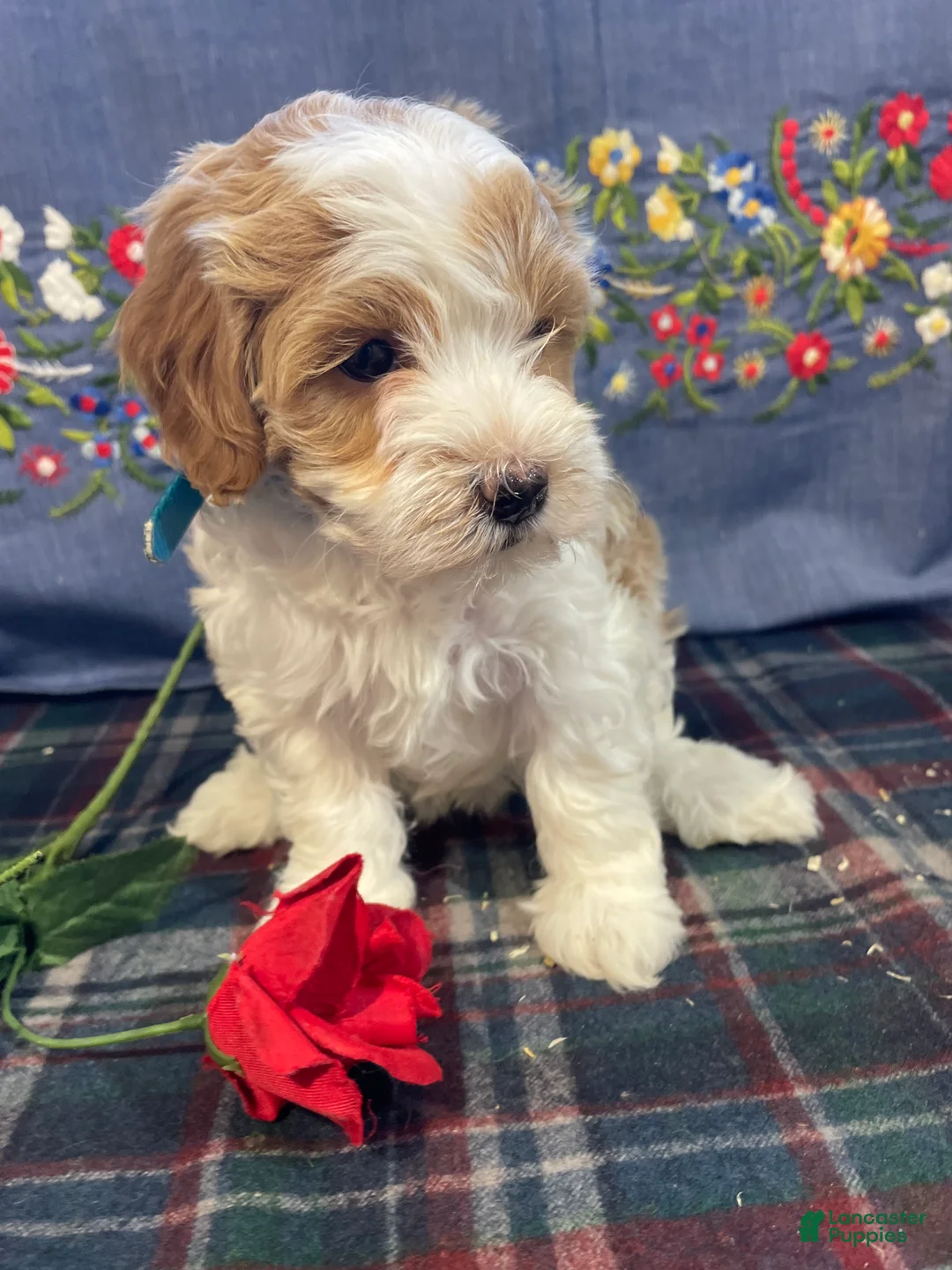 Havapoo dogs for sale: Star - Ad 2