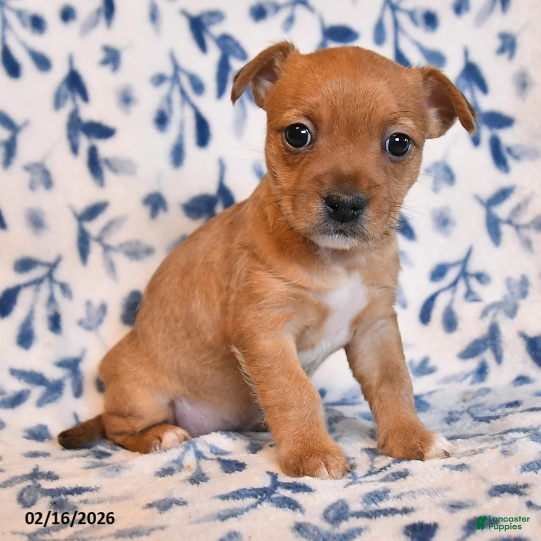 Mixed Breed dogs for sale: Geanie - Ad 3