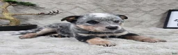 Australian Cattle Dog dogs for sale: Hank - Ad 7