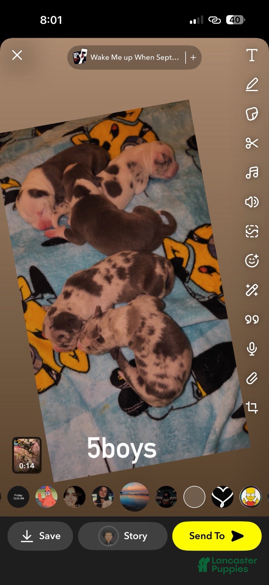 American Bully dogs American Bully 1 - Ad 22