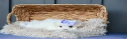 Maltese dogs for sale: PENNY - Ad 10
