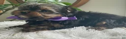 Yorkshire Terrier dogs for sale: Tucker - Ad 10