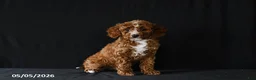 Miniature Poodle dogs for sale: Fairy - Ad 1
