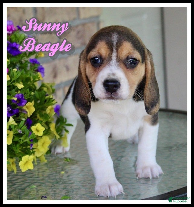 Beagle dogs Sunny - Ad 1