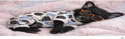 Mixed Breed dogs for sale: Mixed Breed Puppy 2 - Ad 7