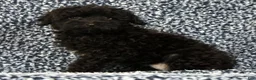 Yorkiepoo dogs for sale: Zack - Ad 8