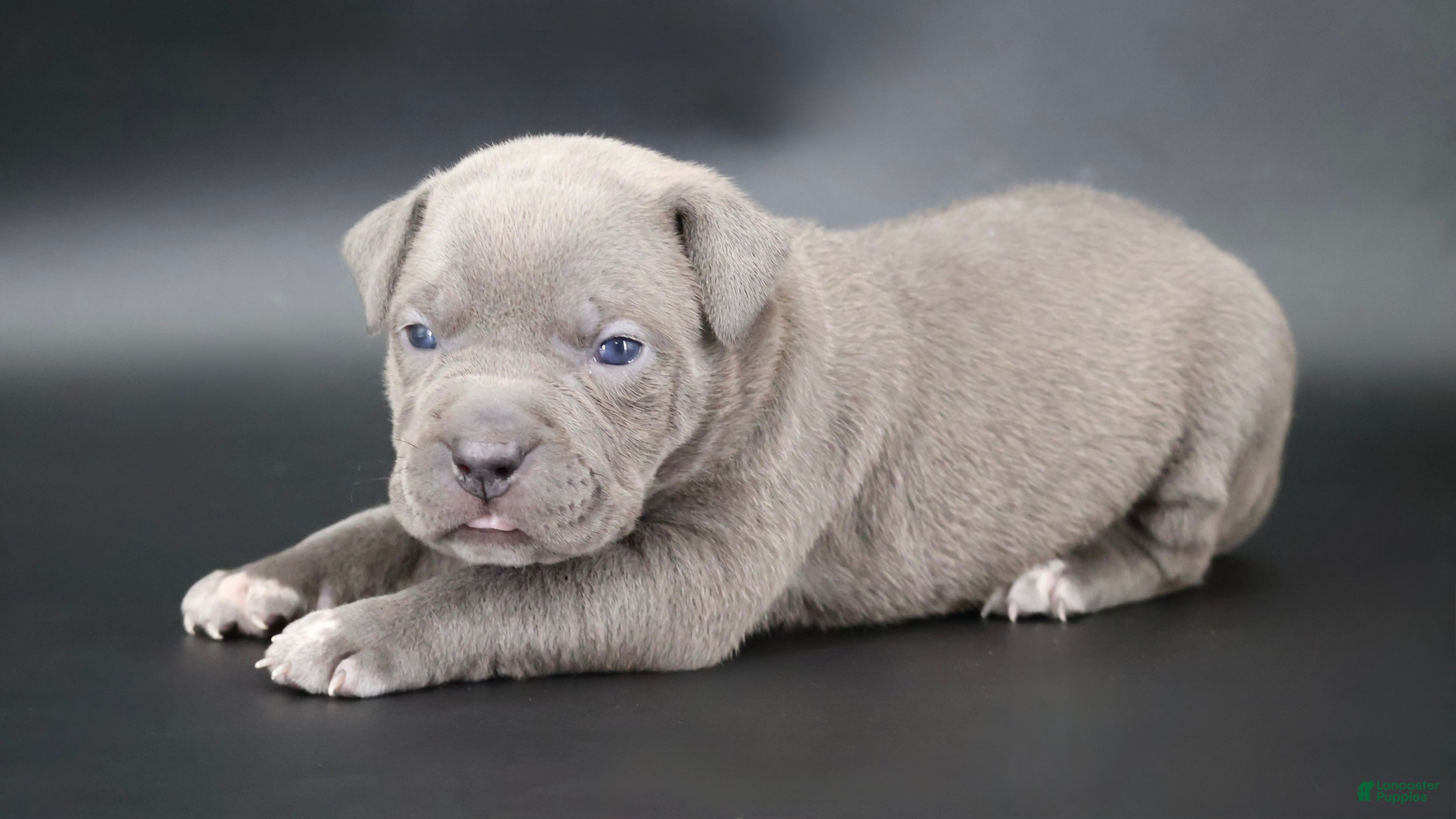American Bully dogs for sale: Haniel - XL - ABKC - Female - Ad 1