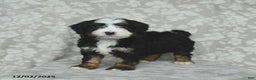 Mini Bernedoodle dogs for sale: Toby - Ad 5