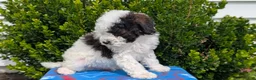 Mixed Breed dogs for sale: Dash - Ad 8