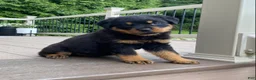 Rottweiler dogs for sale: Otto - Ad 2