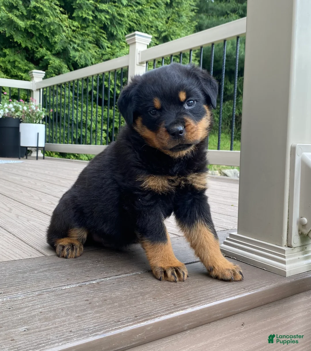 Rottweiler dogs for sale: Otto - Ad 2