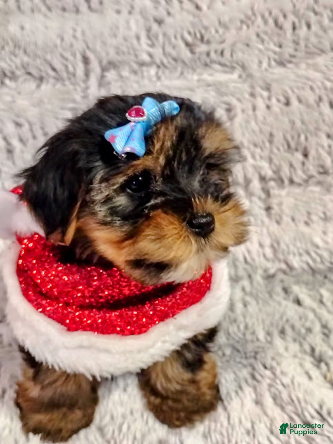 Yorkiepoo dogs for sale: Pudgy - Ad 2