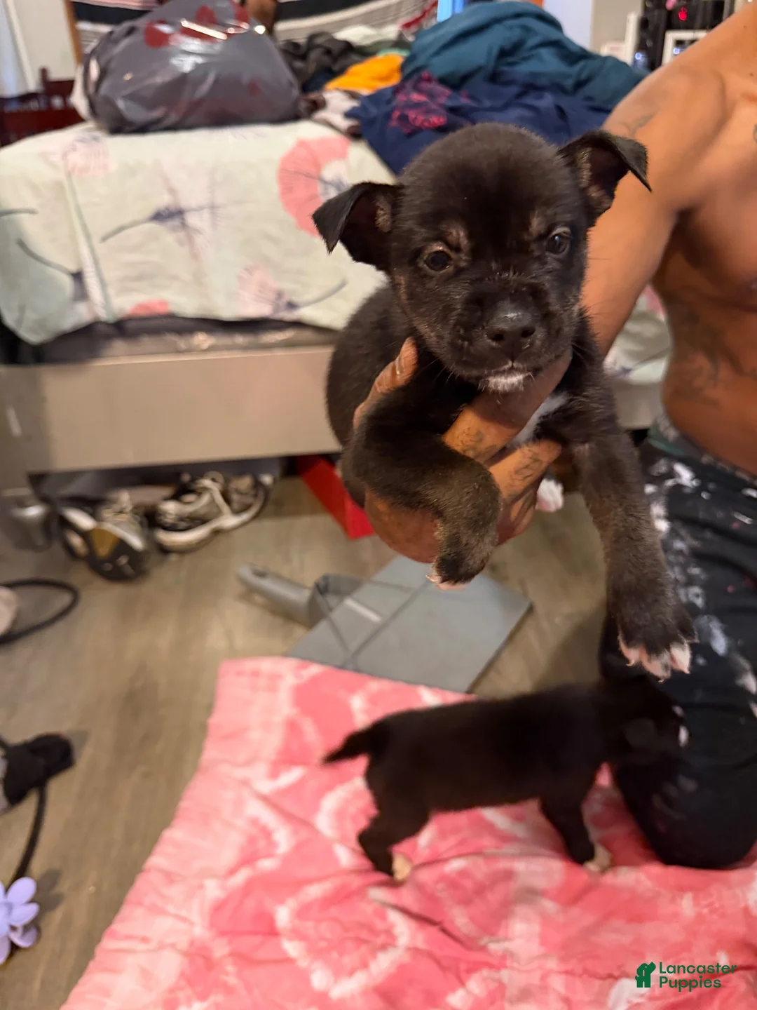 Mixed Breed dogs for sale: Mixed Breed 4 - Ad 1