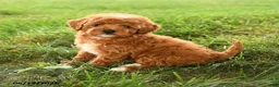 Mini Goldendoodle dogs for sale: Flannigan - Ad 4