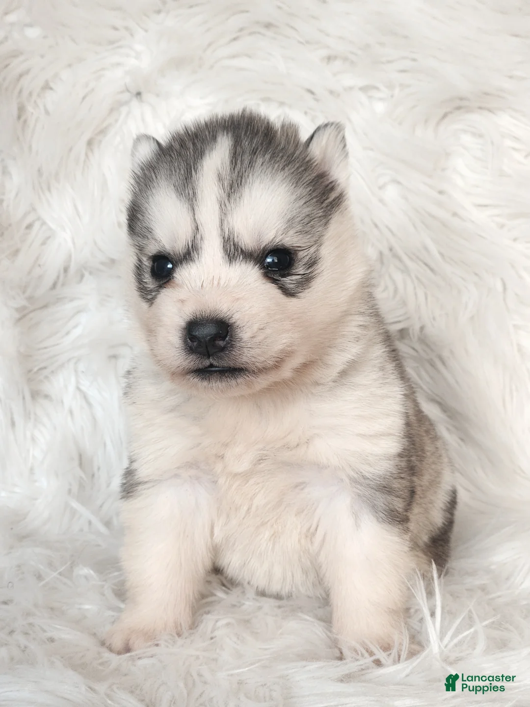 Siberian Husky dogs for sale: River - Ad 3