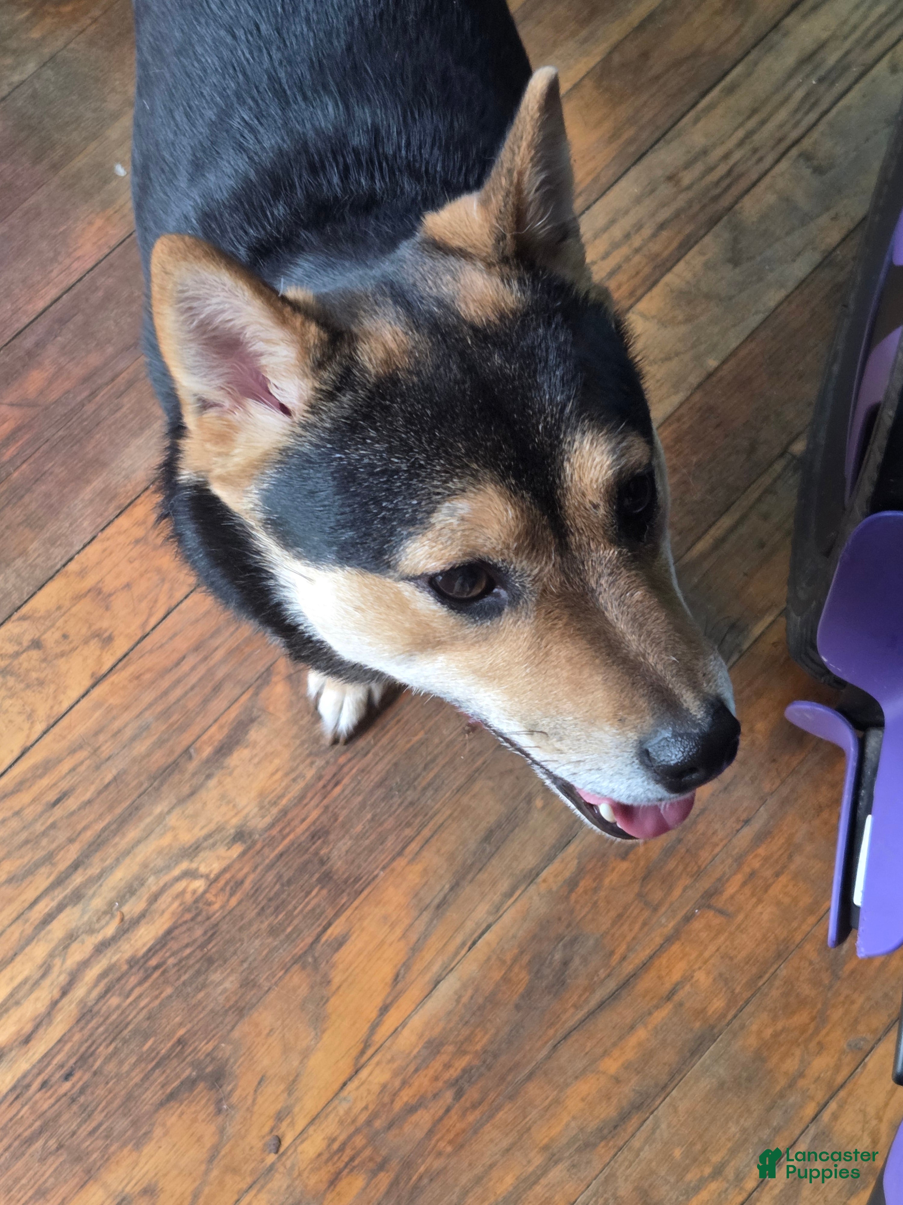 Lil' Shiba