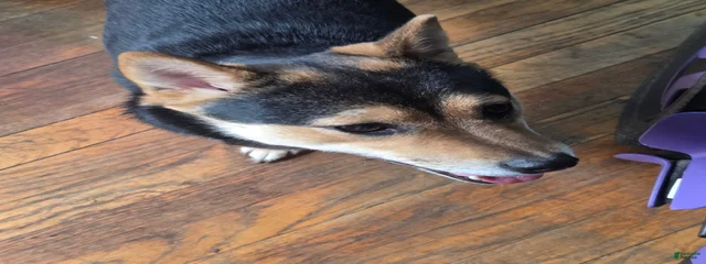 Lil' Shiba