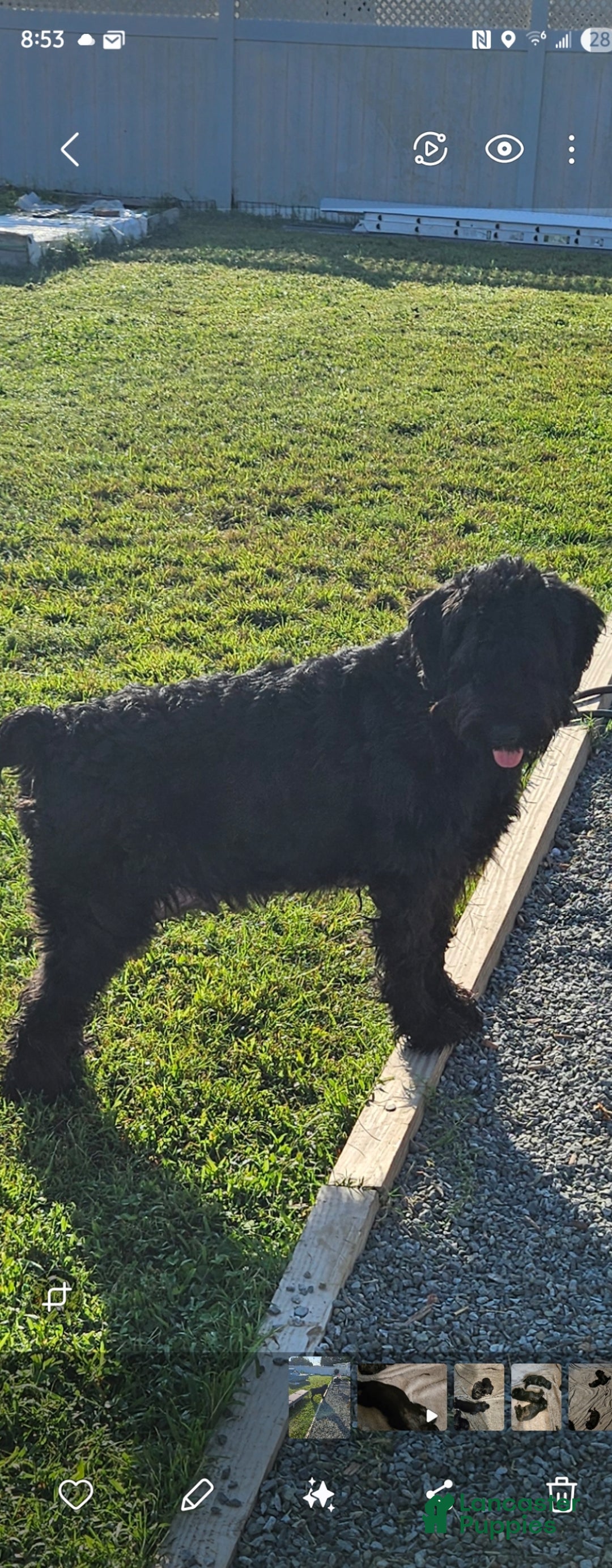 Giant Schnauzer dogs for sale: Giant Schnauzer Puppy 3 - Ad 9