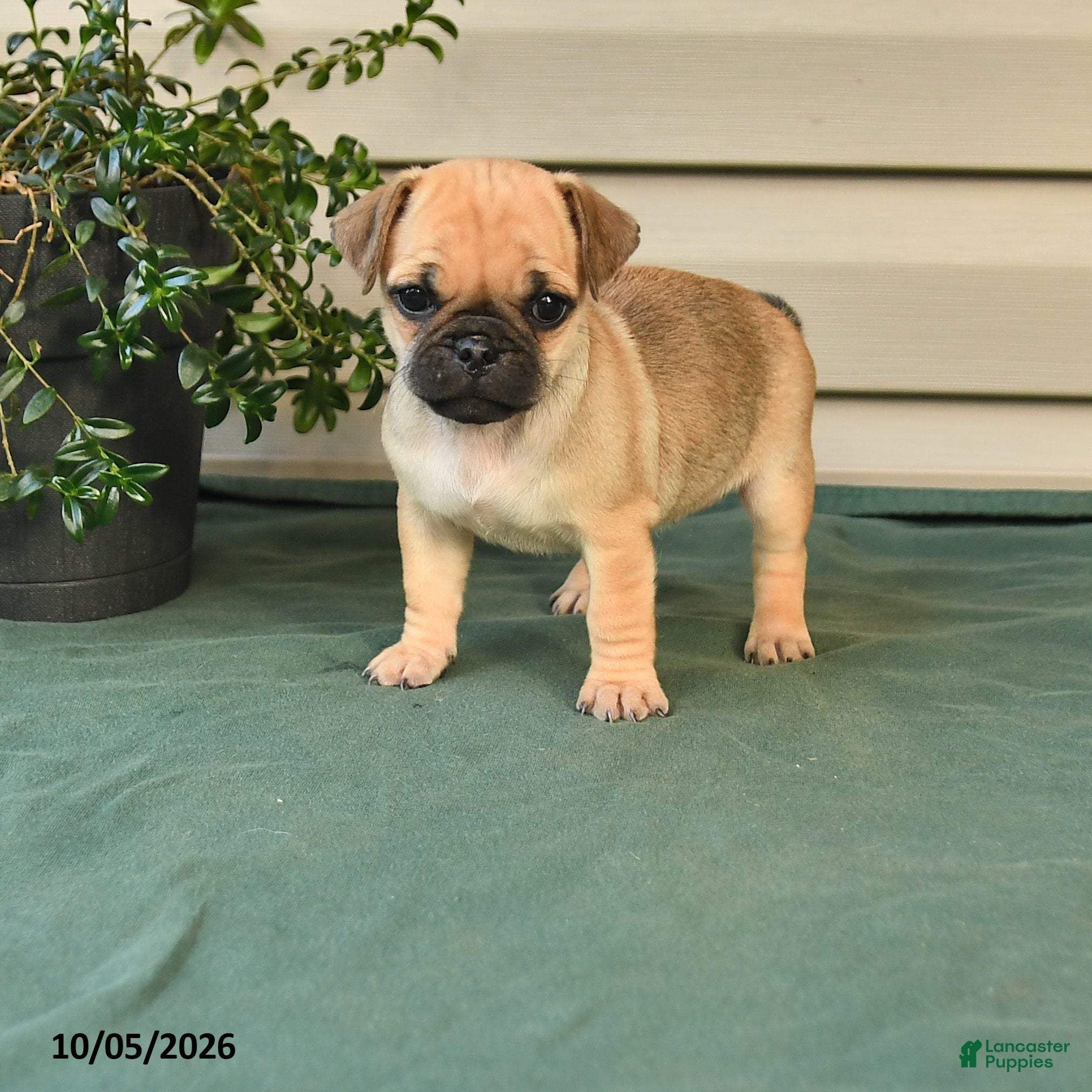 Daisy (Jug, Female) in Spring Glen, PA