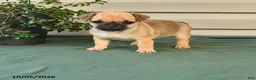Jug dogs for sale: Daisy - Ad 1