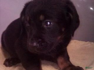 Mixed Breed dogs - Ad 28