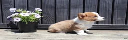 Welsh Corgi Pembroke dogs for sale: Tucker - Ad 5