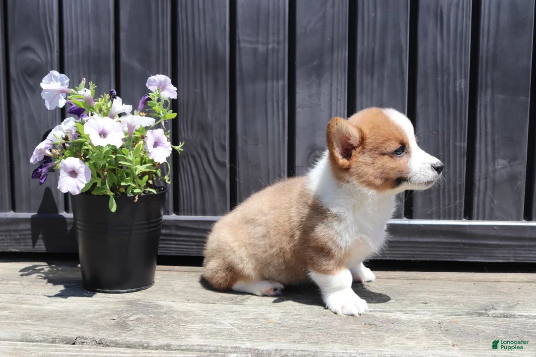 Welsh Corgi Pembroke dogs for sale: Tucker - Ad 5