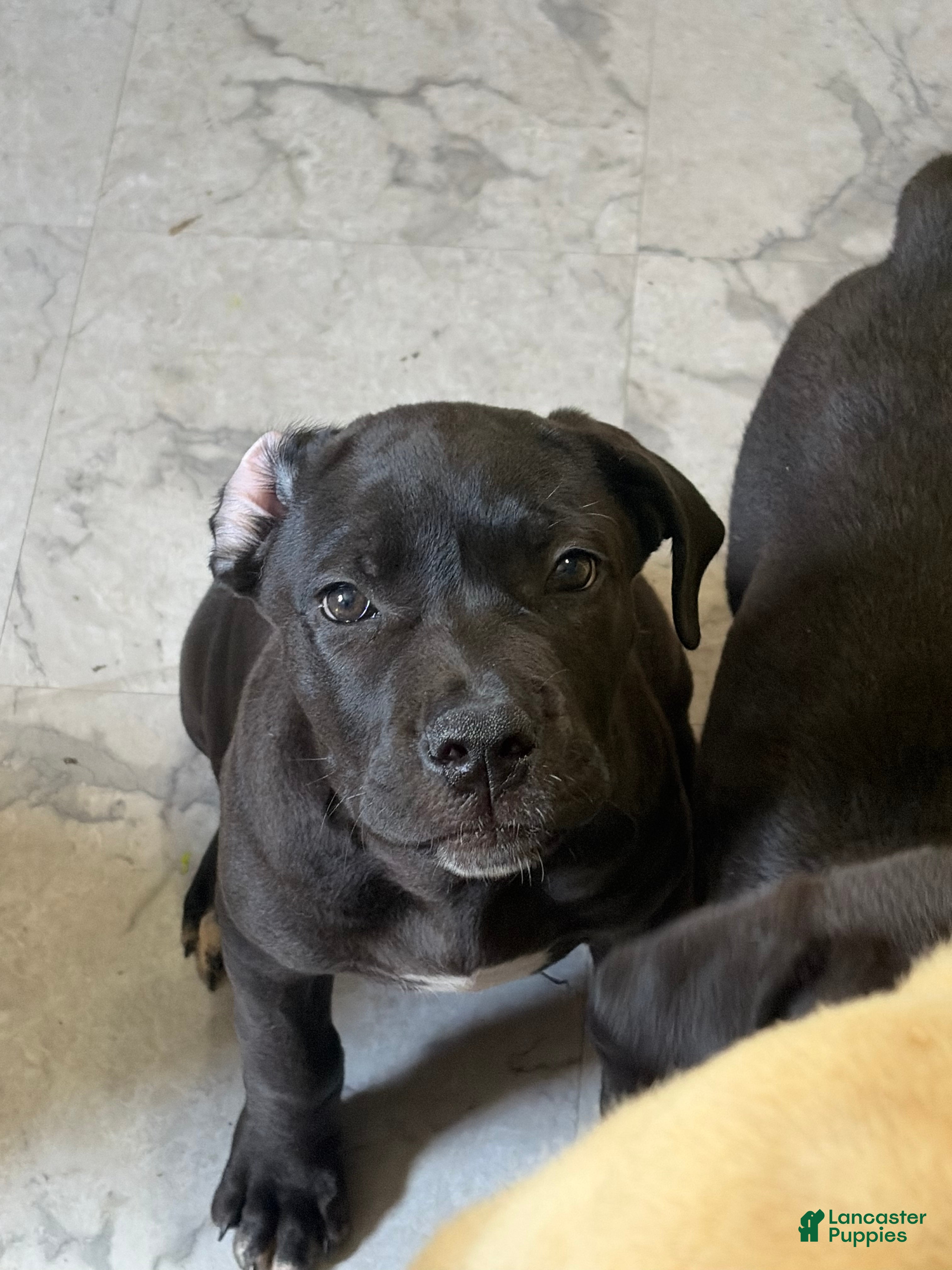 Cane Corso dogs Cane Corso 4 - Ad 17