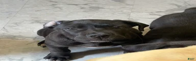 Cane Corso 4