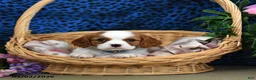 Cavalier King Charles Spaniel dogs for sale: Kolby - Ad 3
