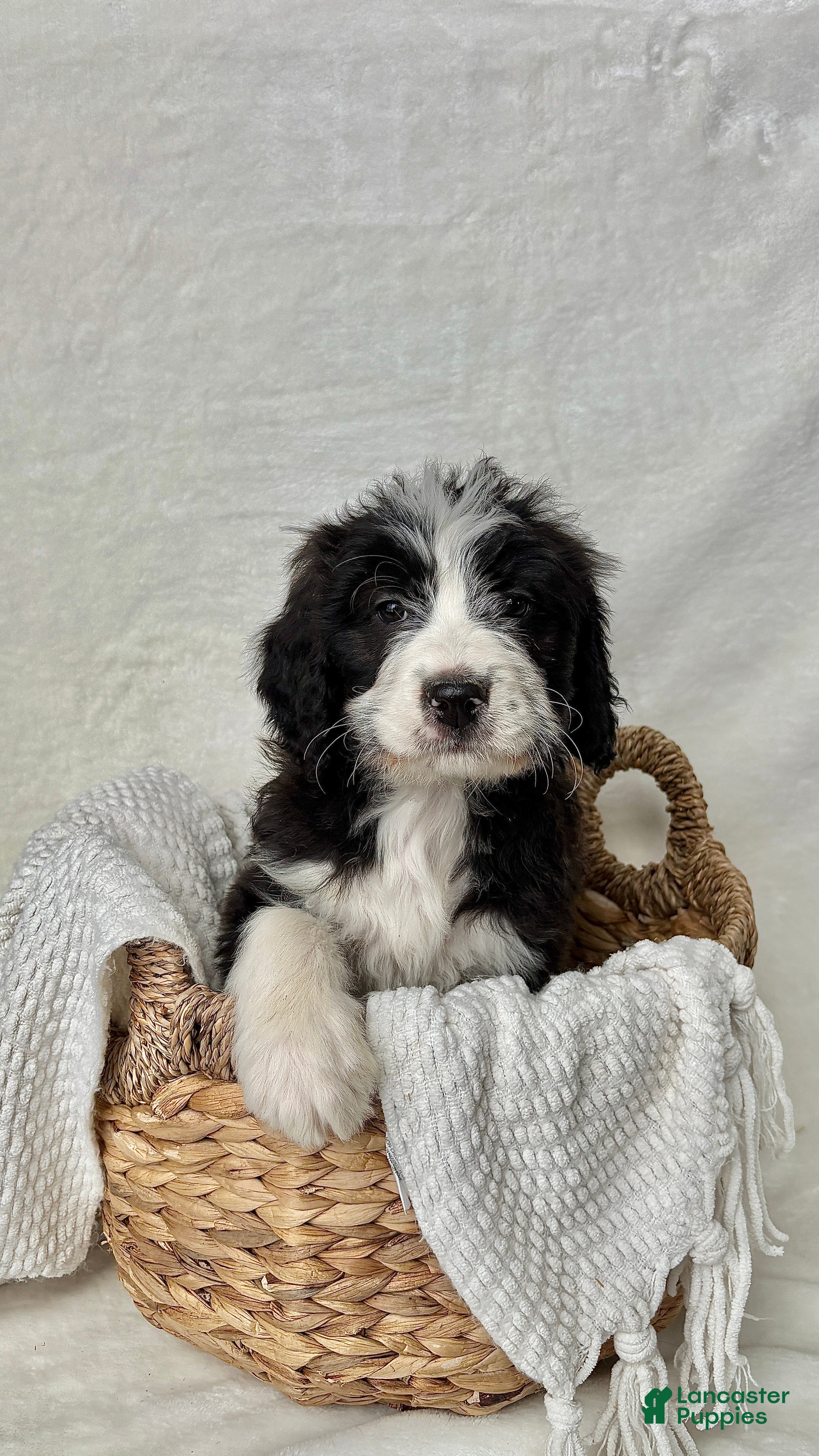 Bernedoodle dogs Milo - Ad 32