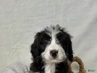Bernedoodle dogs Milo - Ad 32